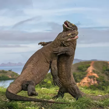 There's nothing like seeing Komodo dragons in their eponymous home. Gudkov Andrey / Shutterstock