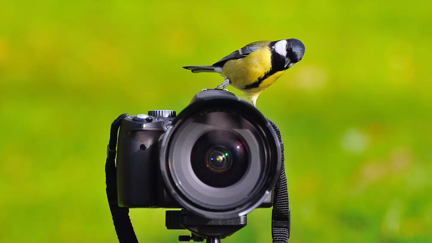 You never know when you're going to be able to line up the perfect shot. That's part of the thrill