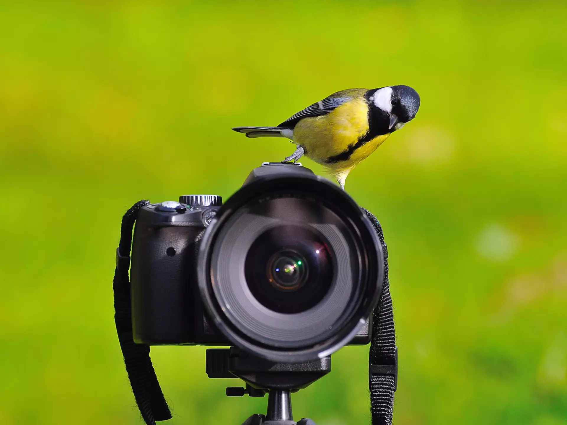 You never know when you're going to be able to line up the perfect shot. That's part of the thrill