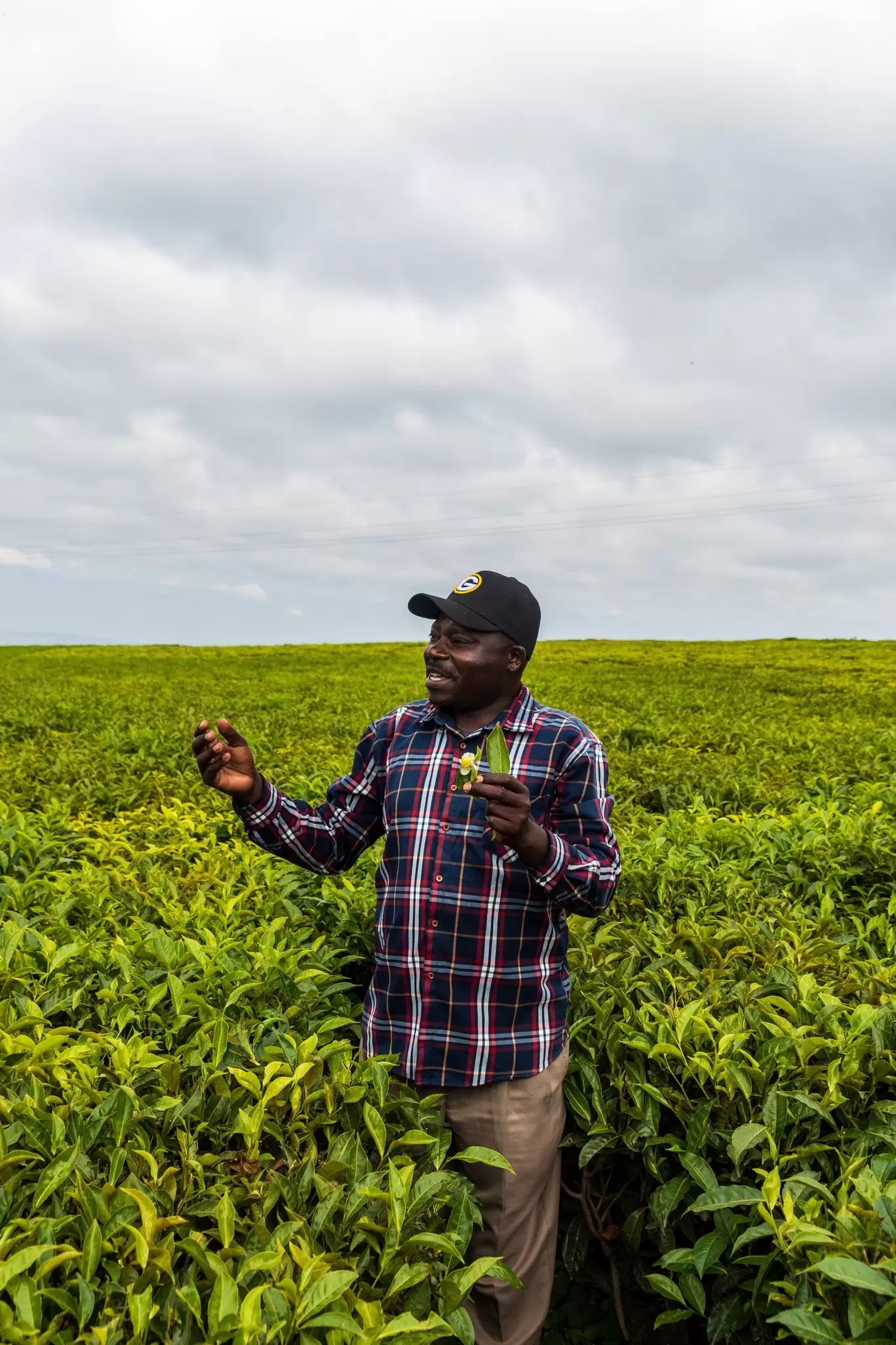Outdoor shot of a local guide on a farm explaining the process of harvesting tea at a tea and coffee plantation in Kenya