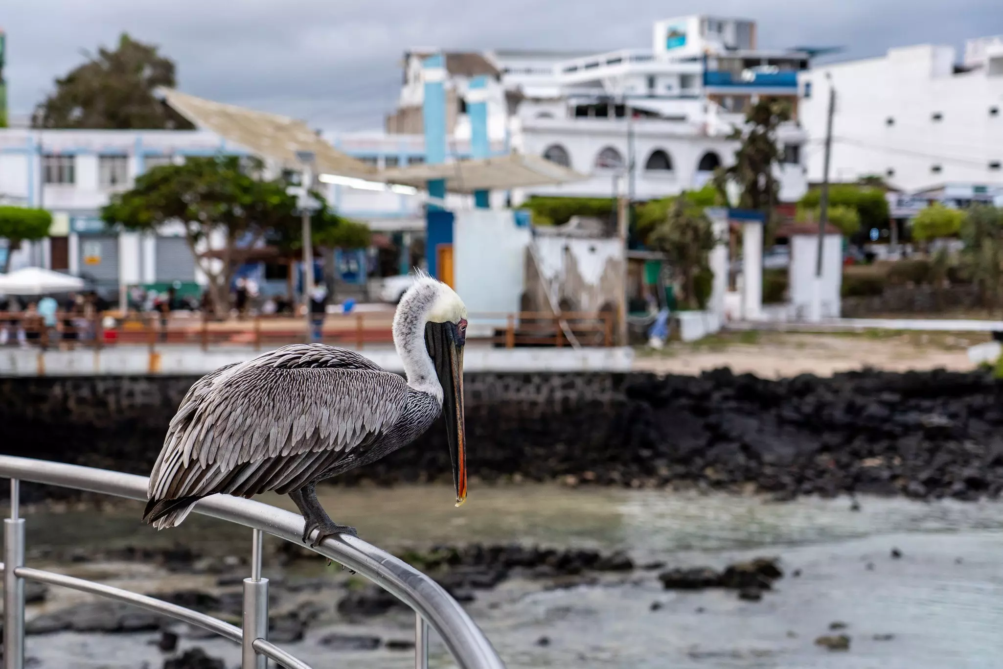 A Galápagos brown pelican takes a break at the docks of Puerto Ayora, one of very few towns on the islands © Sebastian Modak / Lonely Planet