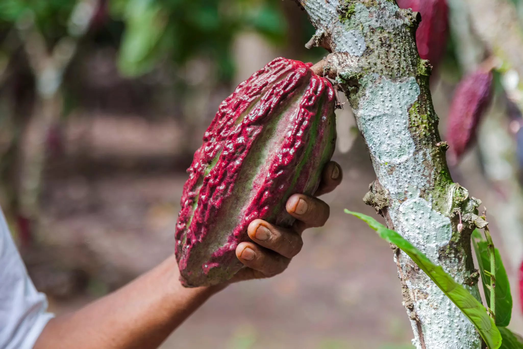 A person holding a large red bean attached to a tree.