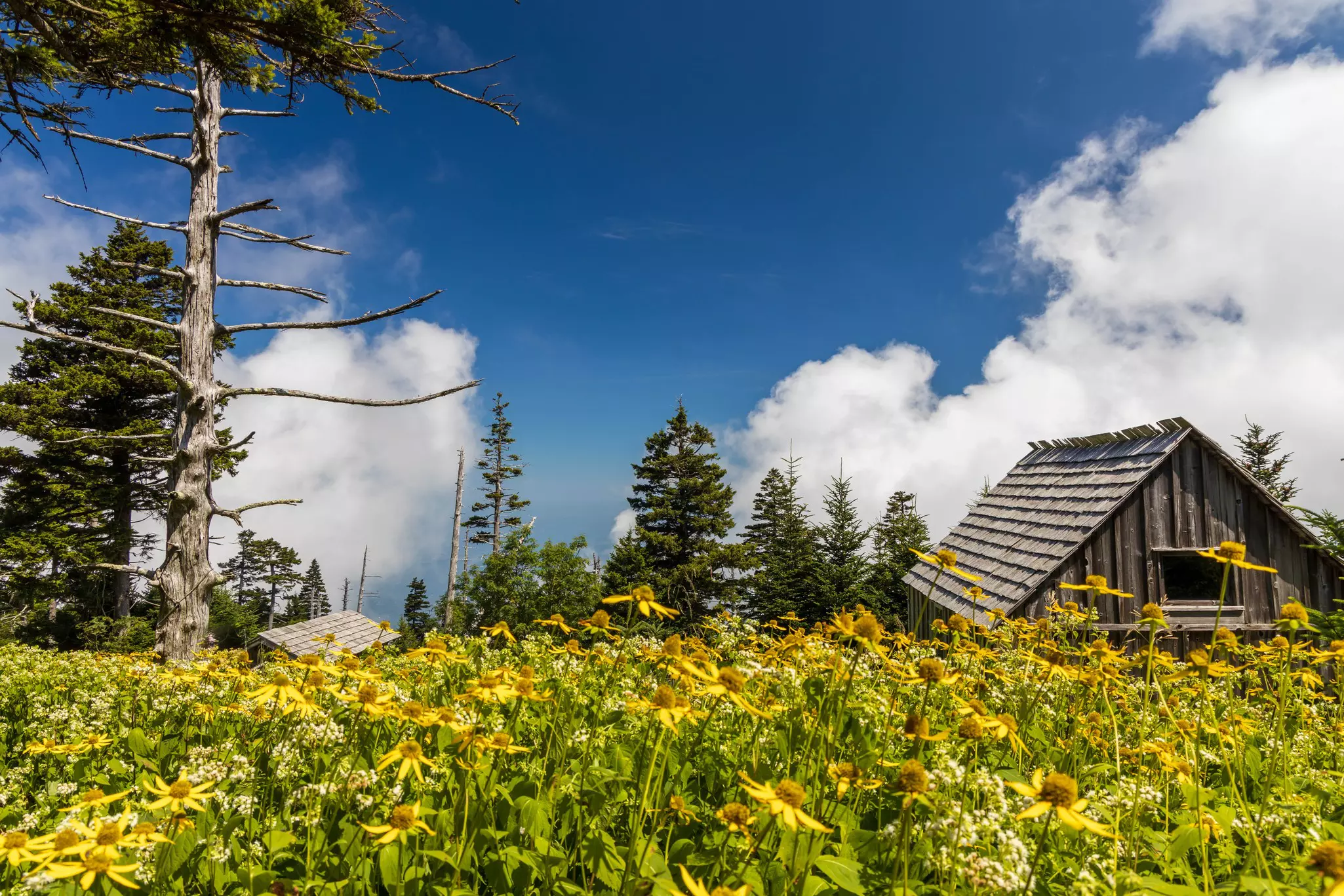 The cabins at LeConte Lodge need to be booked well in advance © Martina Sliger / Shutterstock
