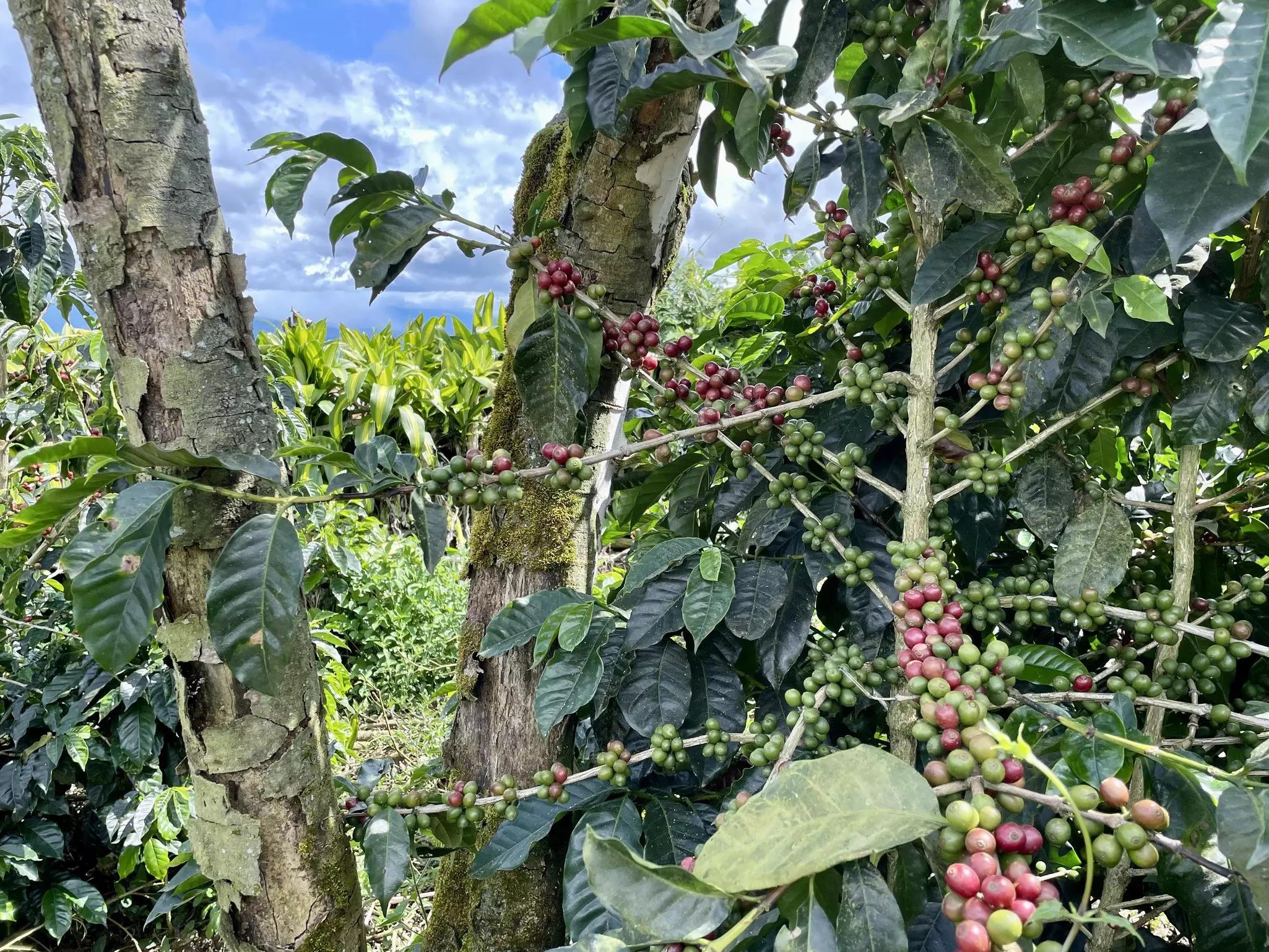 A crop of red and green coffee beans growing on a branch among dense tropical foliage.