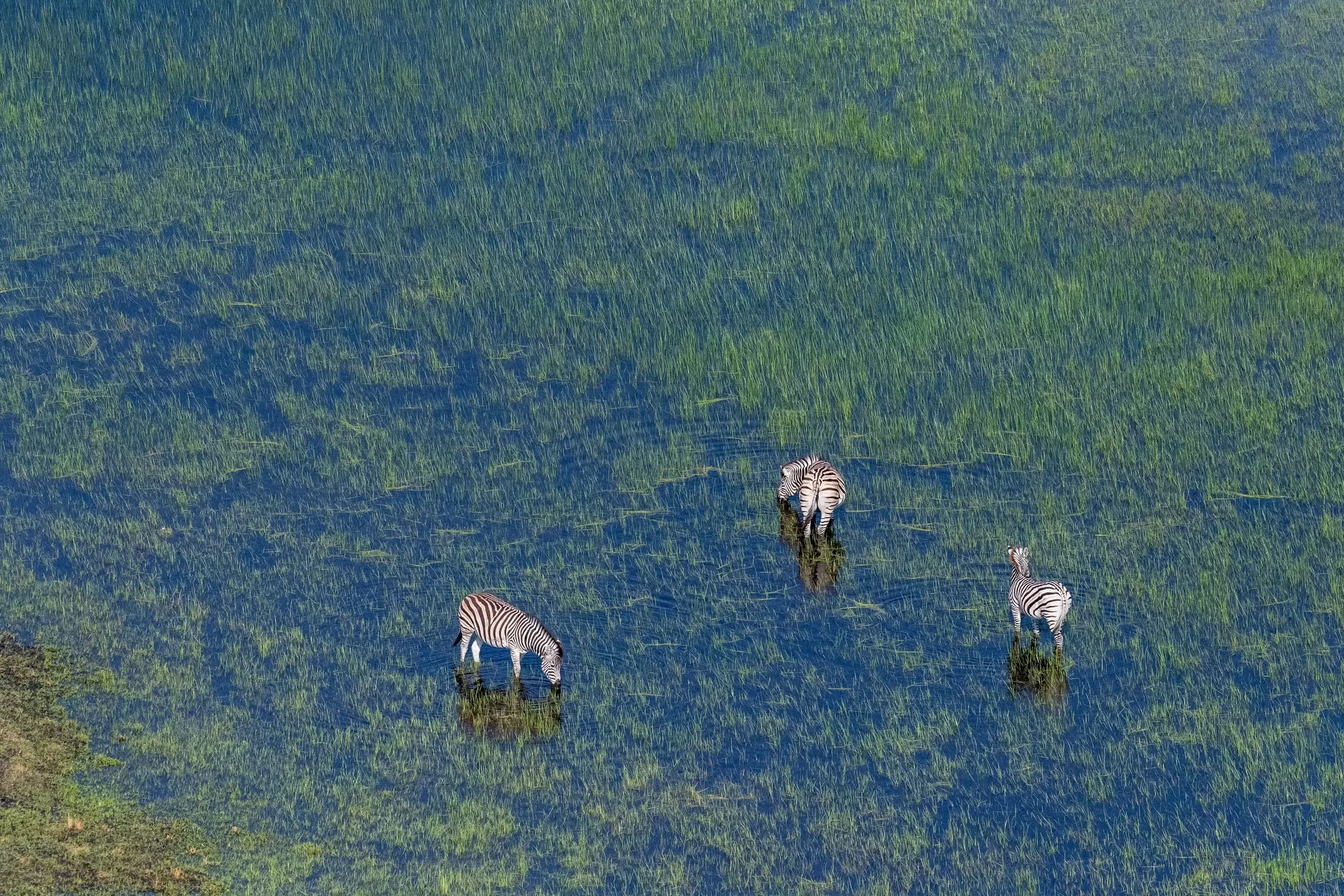 Aerial shot of a herd of Zebras grazing in the Okavango delta wetlands in Botswana., License Type: media, Download Time: 2025-12-02T20:11:57.000Z, User: katelyn.perry_lonelyplanet, Editorial: false, purchase_order: 65050 - Digital Destinations and Articles, job: wip, client: wip, other: Katelyn Perry