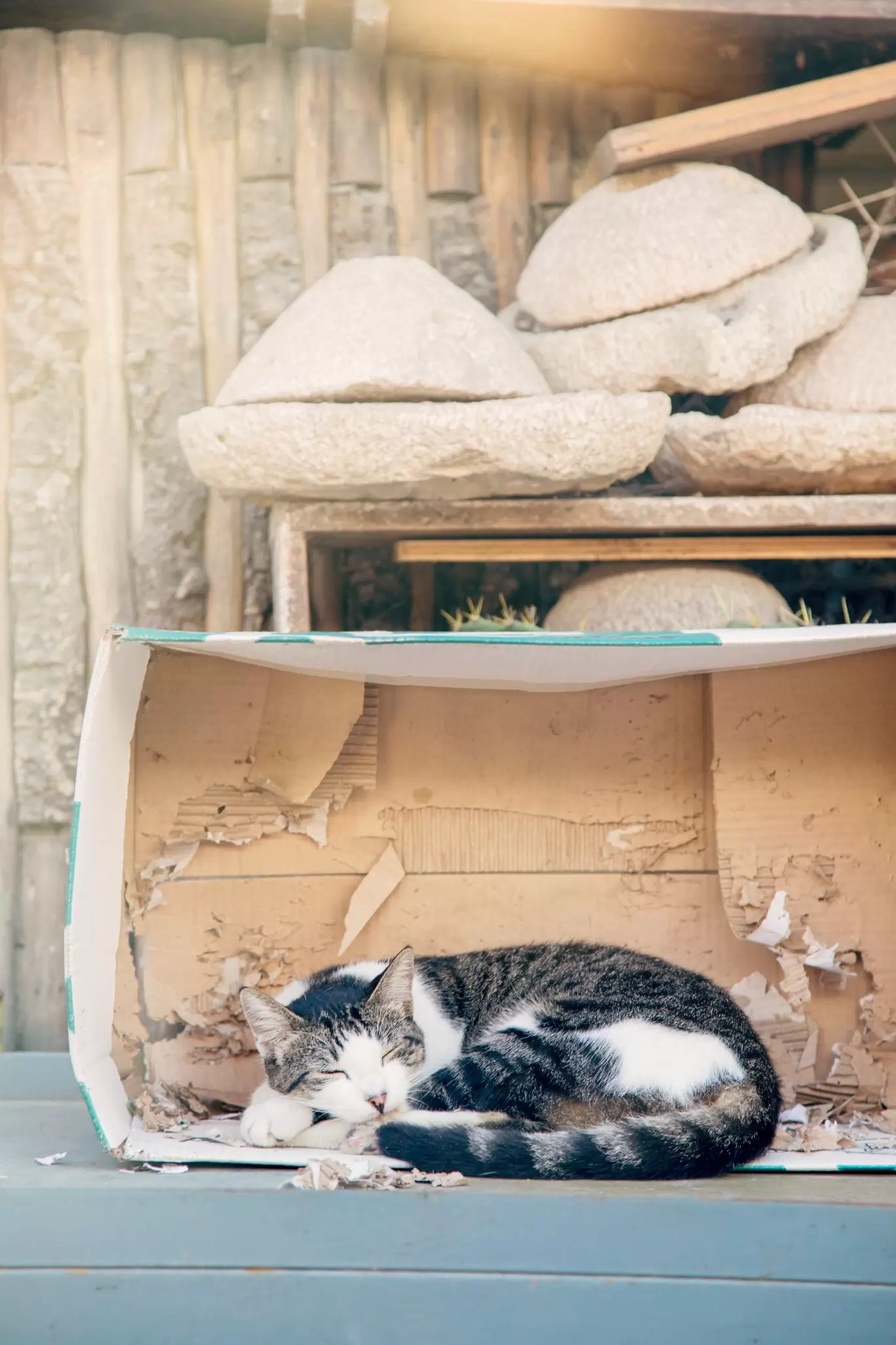  Tabby cat resting in cardboard box at a market in Casablanca