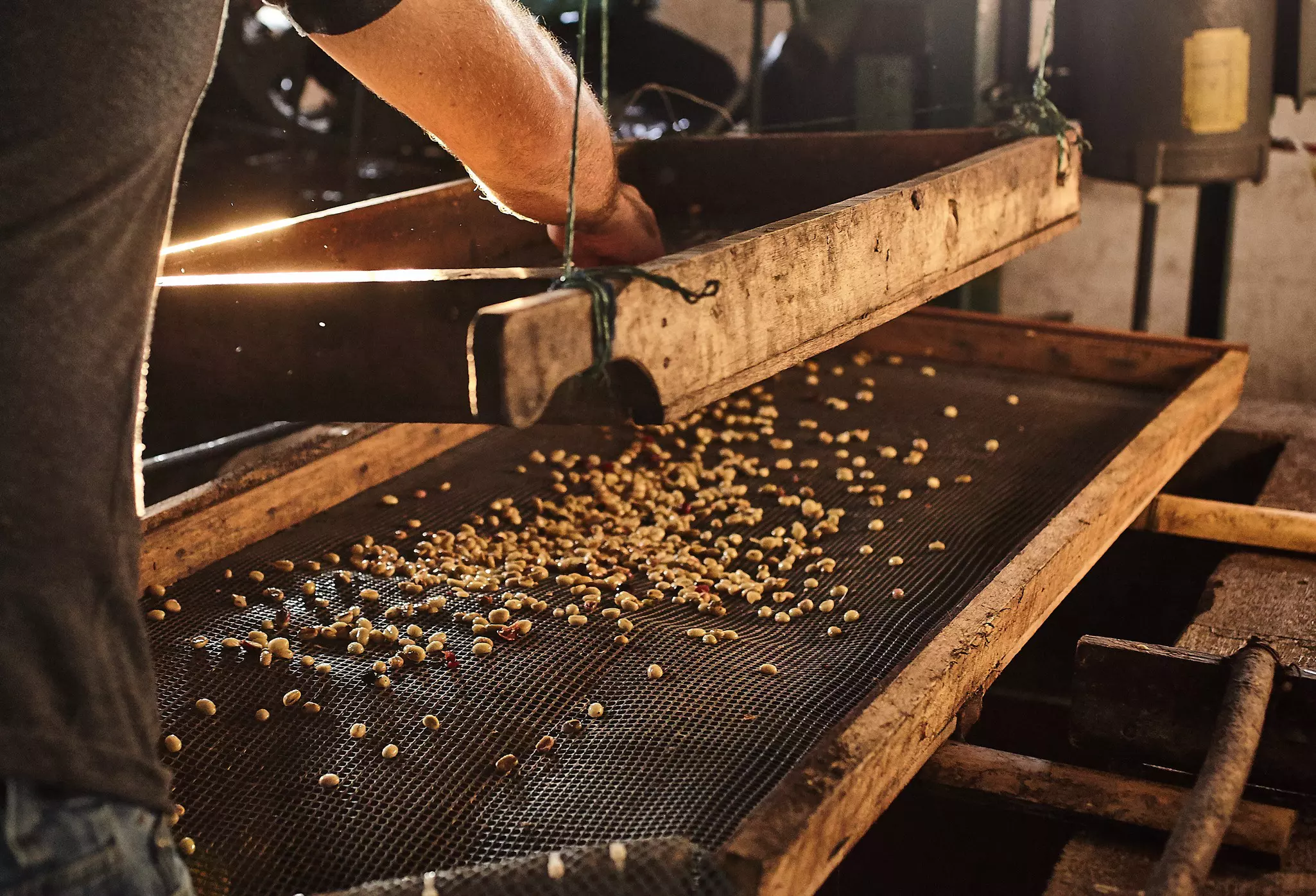 Coffee beans being prepared for roasting in Costa Rica. 