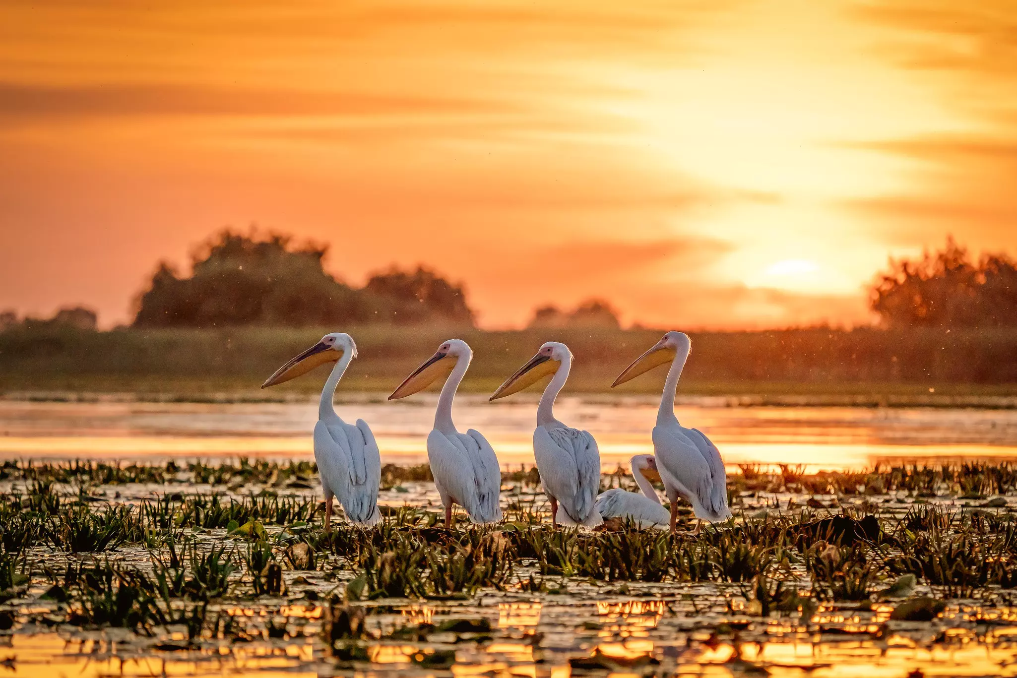 White pelicans at sunset on the Danube Delta, Romania.