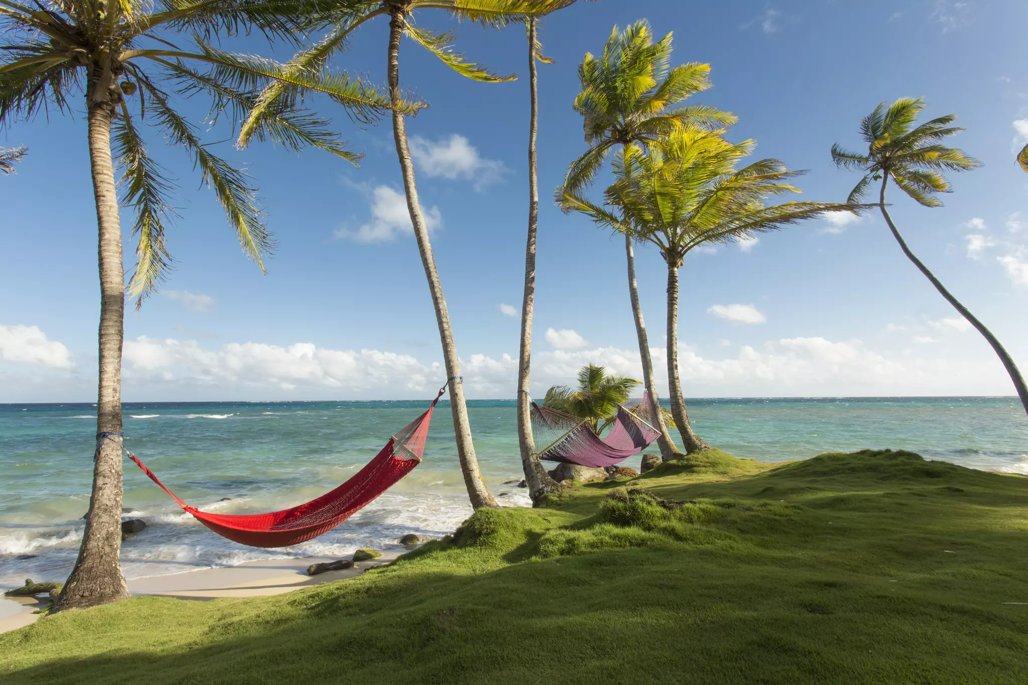 Two hammocks strung between palm trees by a beach