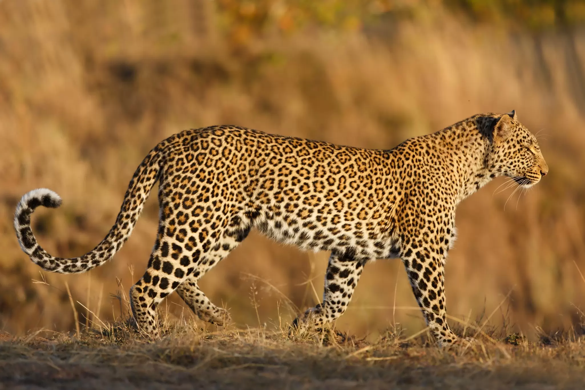 The rosettes on a leopard's coat mimic dappled shade on foliage and grasses. Maggy Meyer / Shutterstock