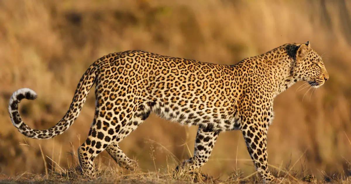 Safari animals: the story of leopards (and the best places to see them) - Lonely Planet