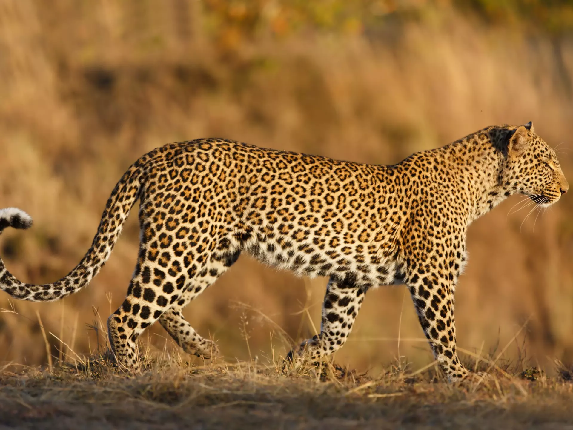 The rosettes on a leopard's coat mimic dappled shade on foliage and grasses. Maggy Meyer / Shutterstock