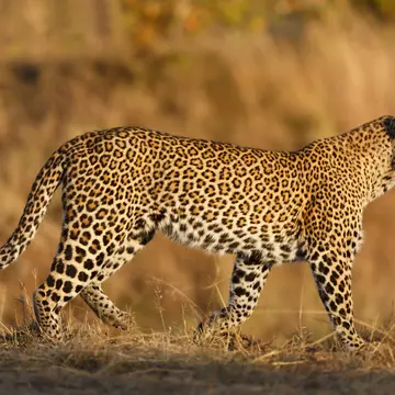 The rosettes on a leopard's coat mimic dappled shade on foliage and grasses. Maggy Meyer / Shutterstock