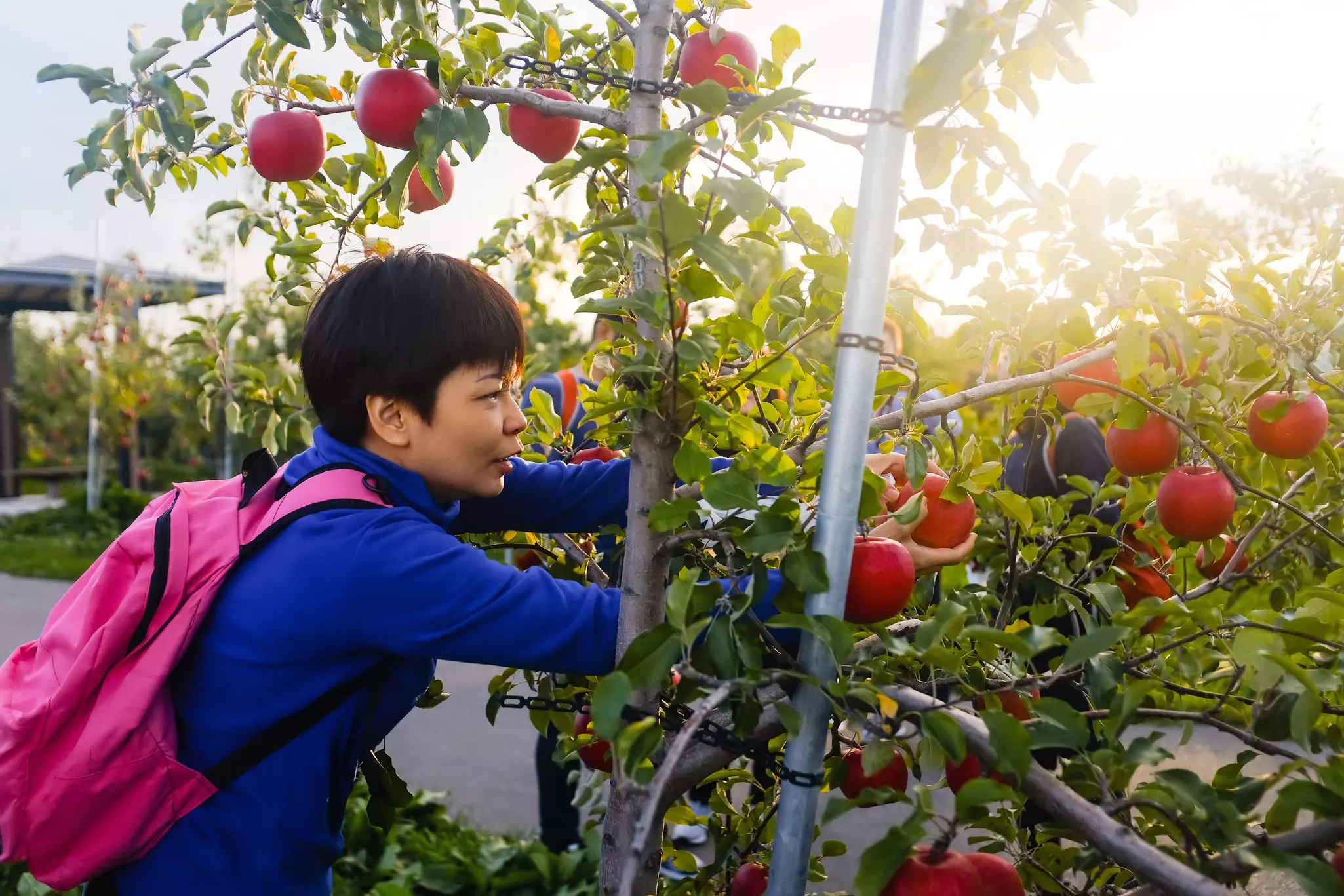 A child picks red apples in Aomori, Japan.