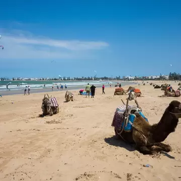 Saddled camels resting on wide flat sand, with kitesurfers offshore and the whitewashed town along the bay behind.