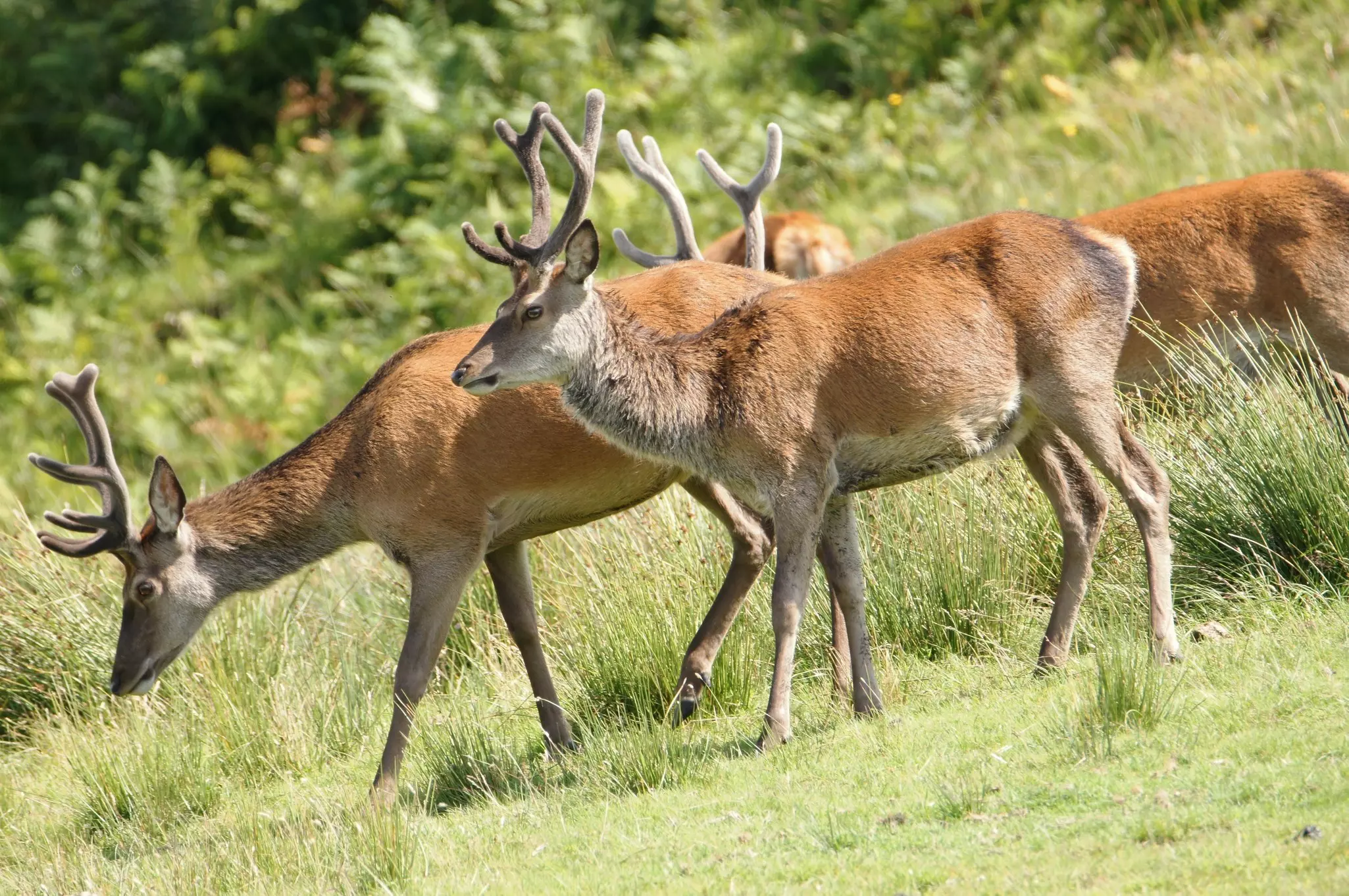 Red Deer on the Isle of Jura an inner Hebridean Island in Scotland.
