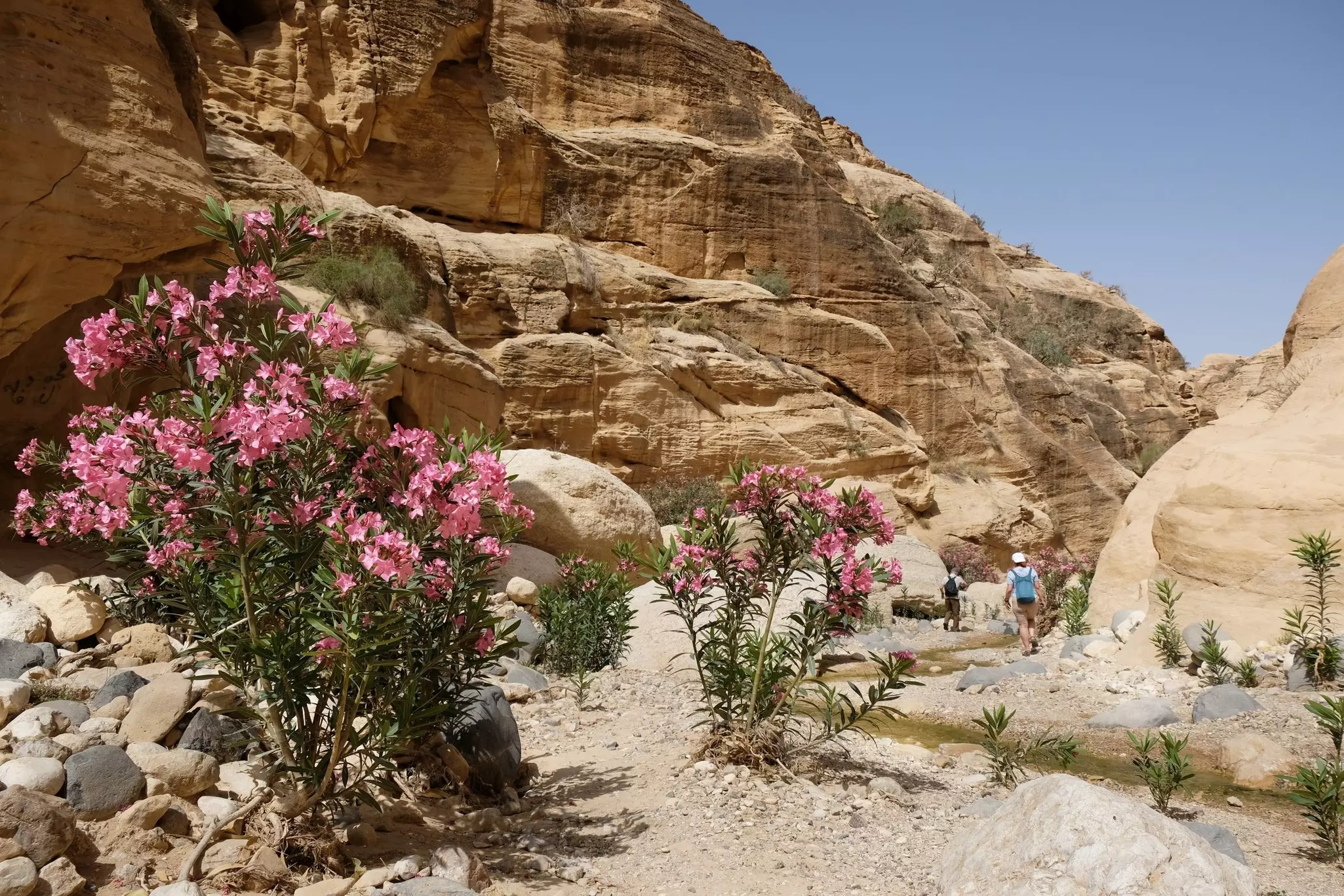 Scenery in Wadi Ghuweir Canyon in Dana Biosphere Reserve in Jordan with blooming oleander bushes.