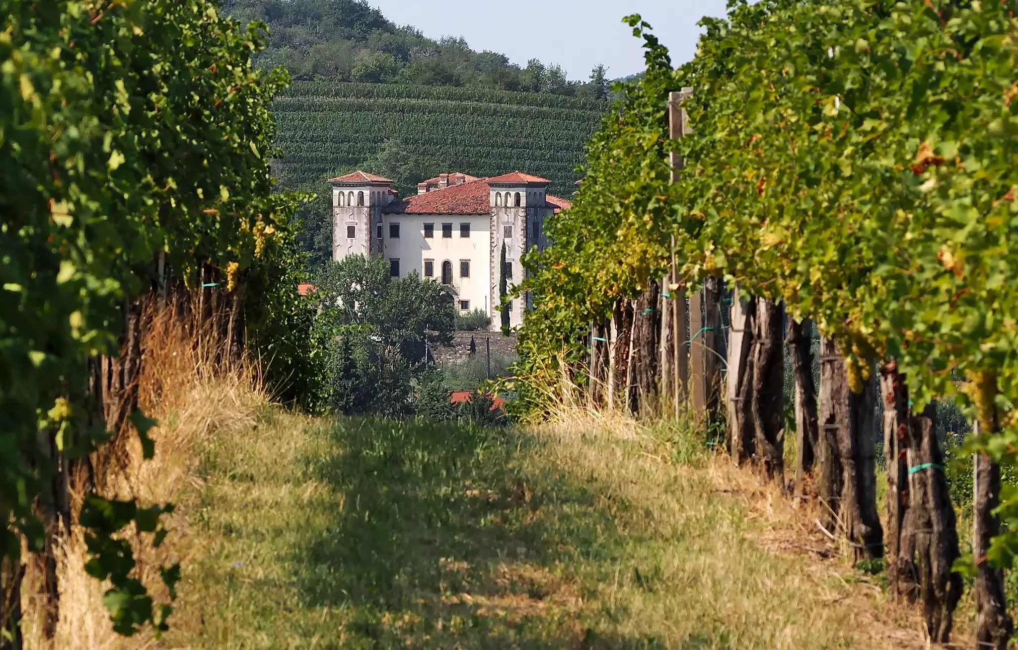 A lane between green grapevines leads to a white structure; more grapevines climb up the hillside behind.