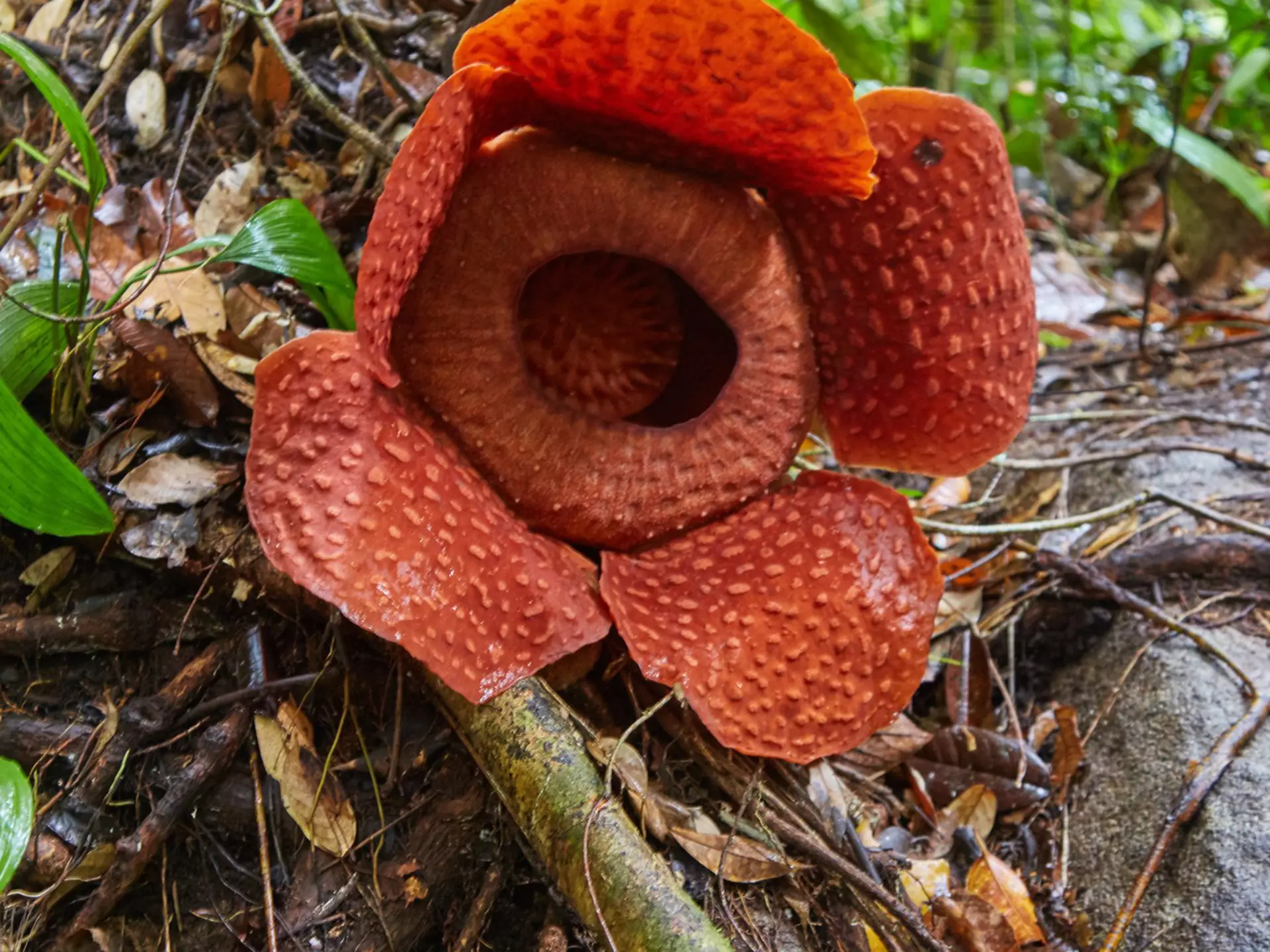 Gunung Gading National Park in Malaysia's Sarawak Province is home to the Rafflesia, the world's largest flower, License Type: media, Download Time: 2025-05-29T14:37:05.000Z, User: lonelyplanetmedia, Editorial: false, purchase_order: 65050 - Digital Destinations and Articles, job: Global Publishing WIP, client: Global Publishing WIP, other: Peterson Haggarty // SS Comp Ingestion