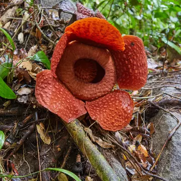 Gunung Gading National Park in Malaysia's Sarawak Province is home to the Rafflesia, the world's largest flower, License Type: media, Download Time: 2025-05-29T14:37:05.000Z, User: lonelyplanetmedia, Editorial: false, purchase_order: 65050 - Digital Destinations and Articles, job: Global Publishing WIP, client: Global Publishing WIP, other: Peterson Haggarty // SS Comp Ingestion