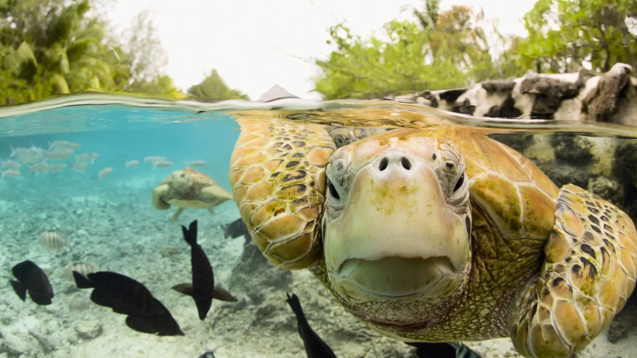 Here's how responsible tourism can have a positive impact on sea turtle populations. Michele Westmorland/Getty Images