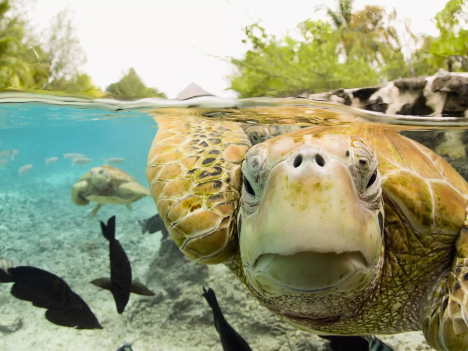 Here's how responsible tourism can have a positive impact on sea turtle populations. Michele Westmorland/Getty Images