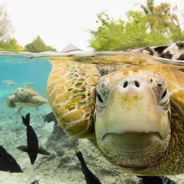 Here's how responsible tourism can have a positive impact on sea turtle populations. Michele Westmorland/Getty Images