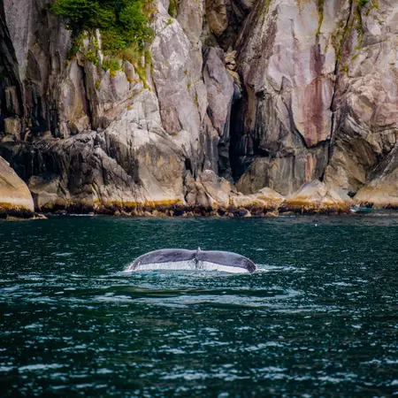 A whale sighting from a Prince William Sound cruise. Rubes.fotos/Shutterstock