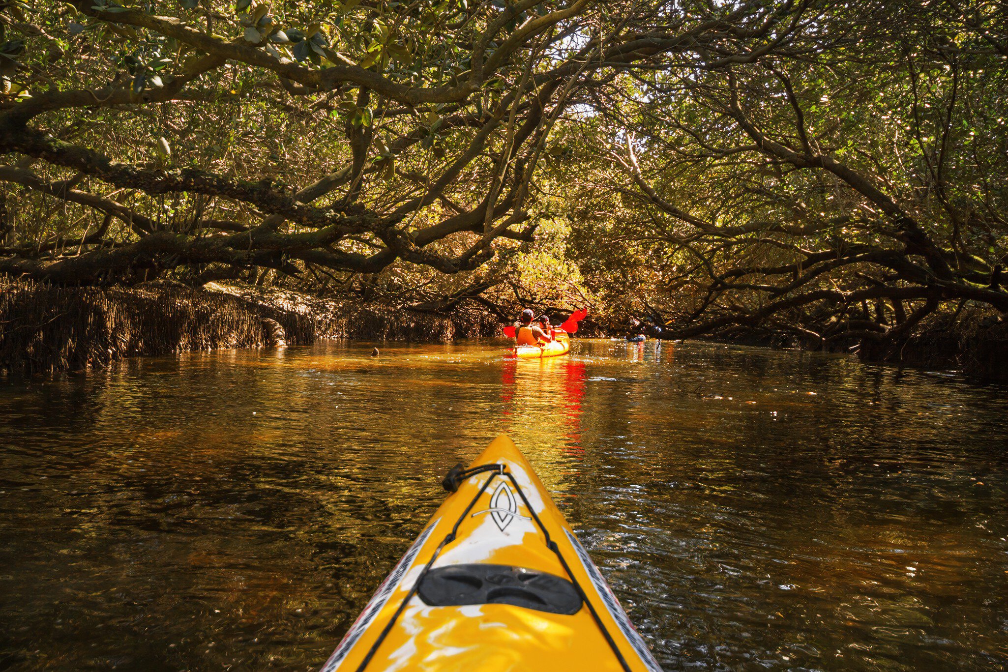Kayaking Through the Mangrove at Garden Island, Adelaide, South Australia.