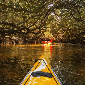 Kayaking Through the Mangrove at Garden Island, Adelaide, South Australia.