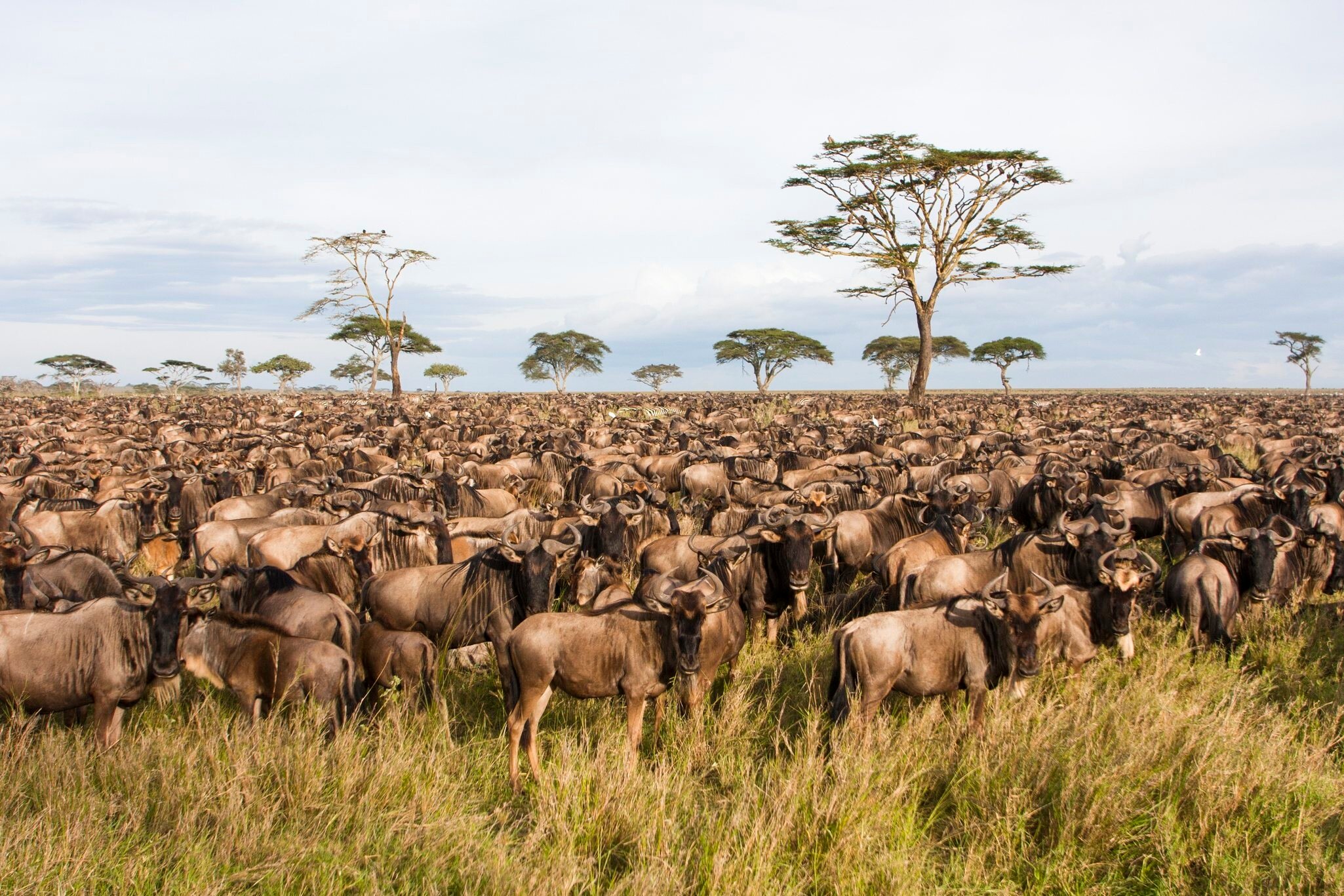 The Serengeti