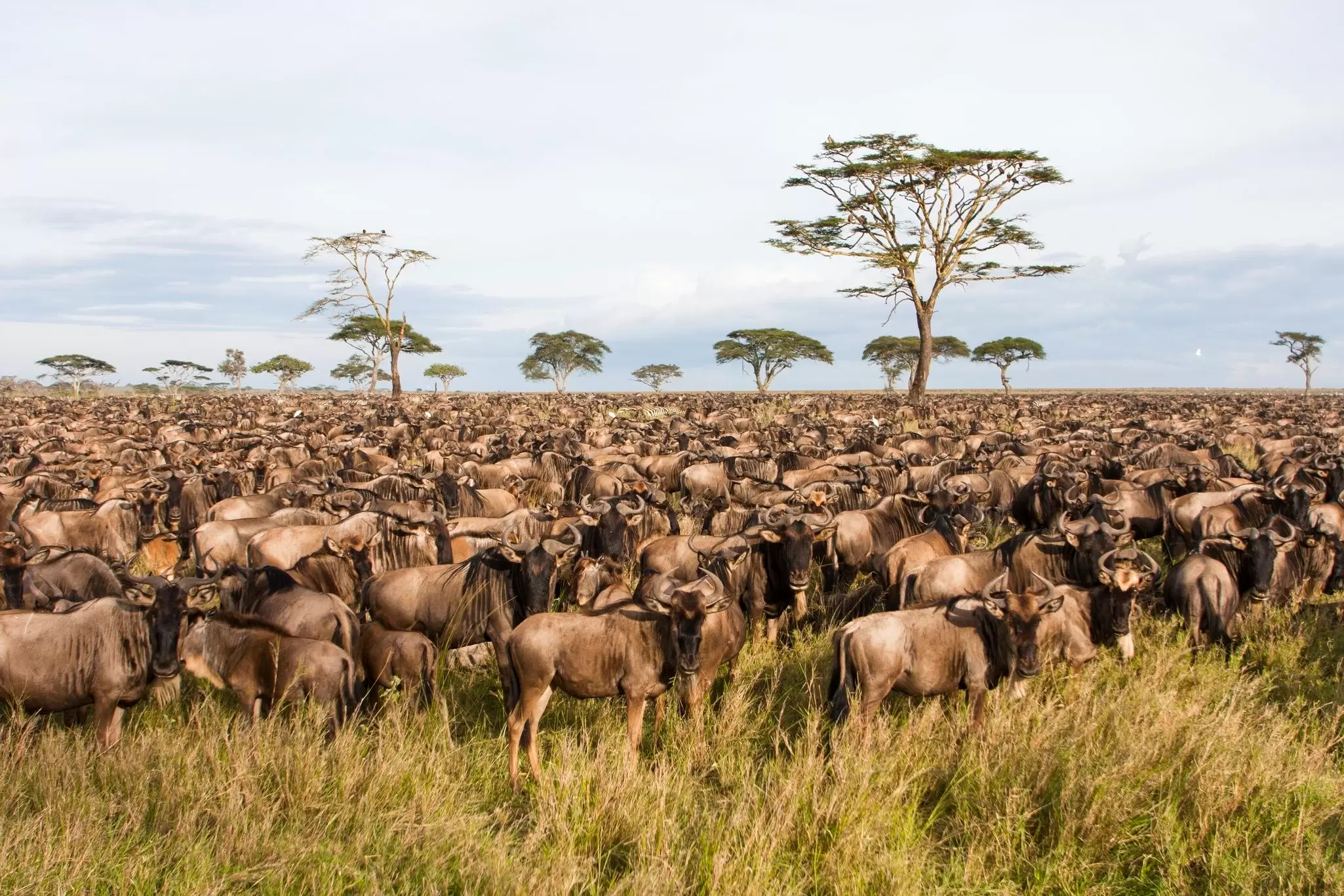 Serengeti National Park, Tanzania. PHOTOSTOCK-ISRAEL / SCIENCE PHOTO LIBRARY / Getty Images