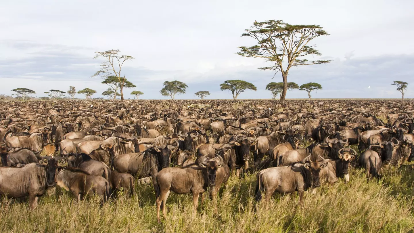 Serengeti National Park, Tanzania. PHOTOSTOCK-ISRAEL / SCIENCE PHOTO LIBRARY / Getty Images