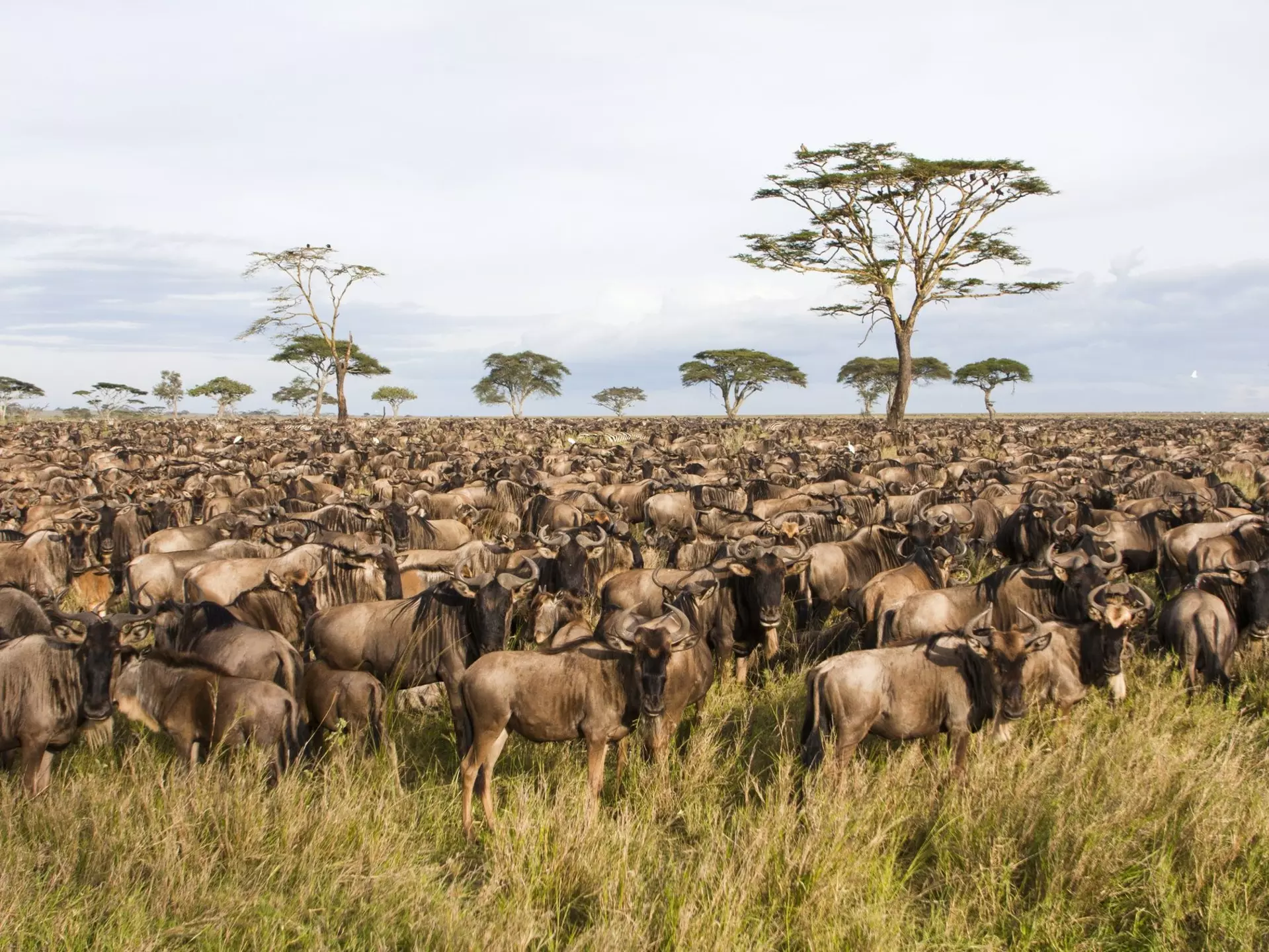 Serengeti National Park, Tanzania. PHOTOSTOCK-ISRAEL / SCIENCE PHOTO LIBRARY / Getty Images