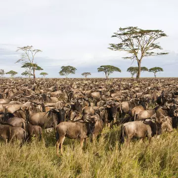 Serengeti National Park, Tanzania. PHOTOSTOCK-ISRAEL / SCIENCE PHOTO LIBRARY / Getty Images