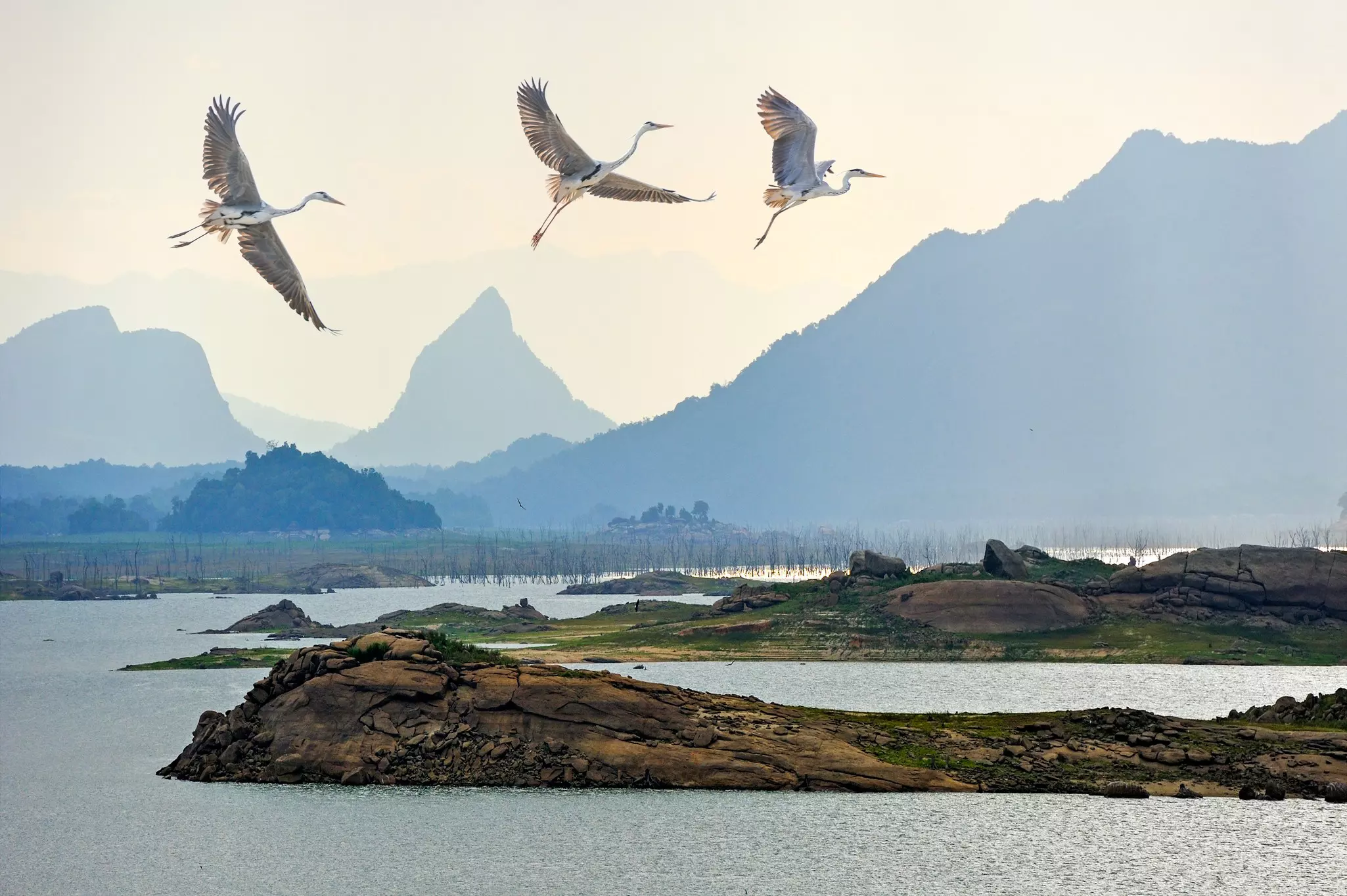 Three gray heron fly above a lake in Gal Oya National Park, Sri Lanka.
