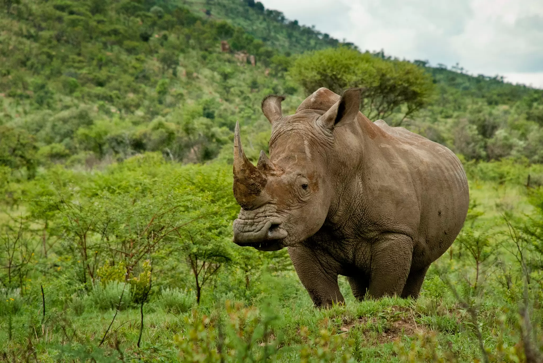 A large horned creature - a rhino - standing in a lush green landscape in Pilanesberg National Park, South Africa. 