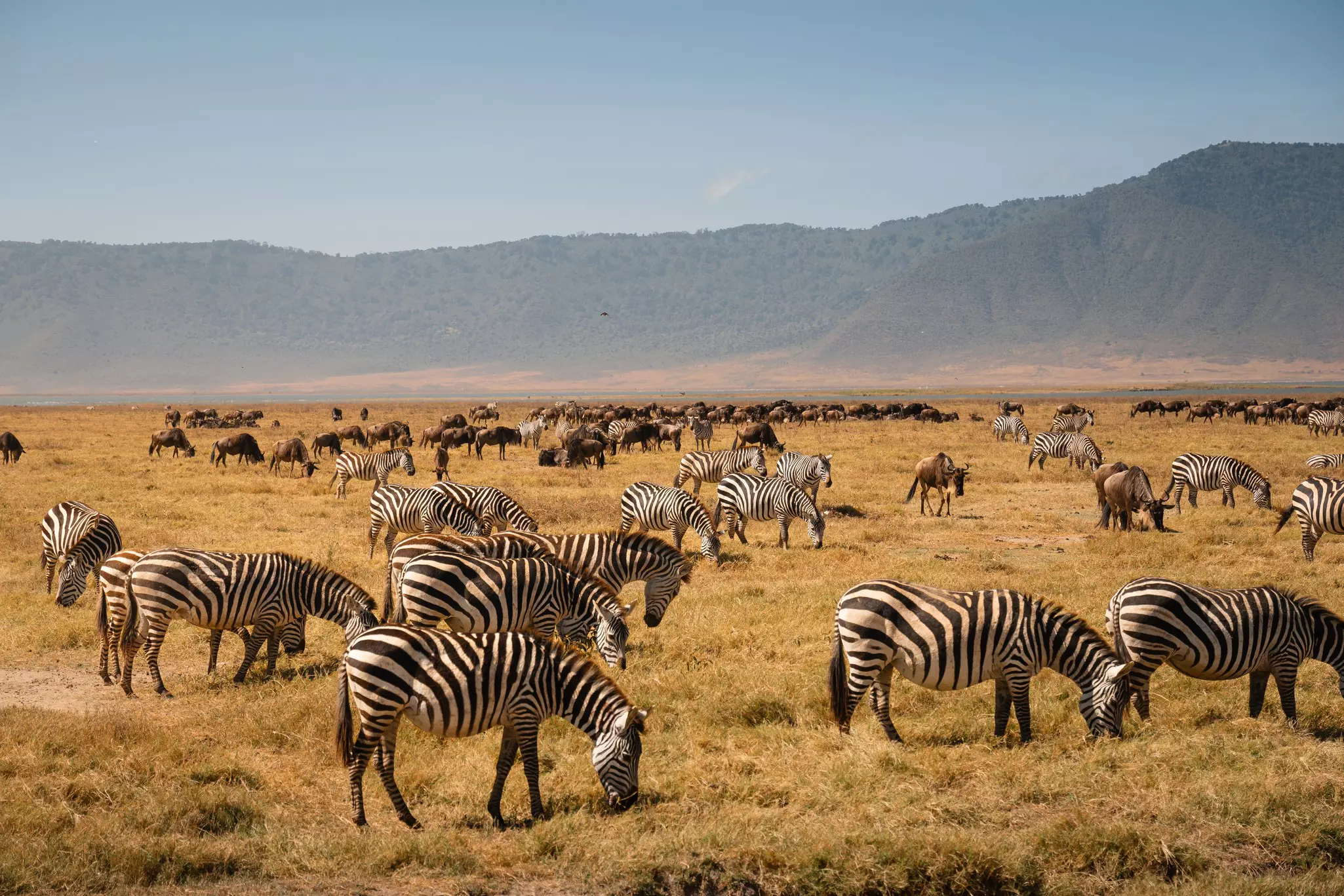 Large group of zebras and wildebeests grazing in the ngorongoro crater, tanzania, africa Zebras and wildebeests grazing in ngorongoro crater, tanzania
