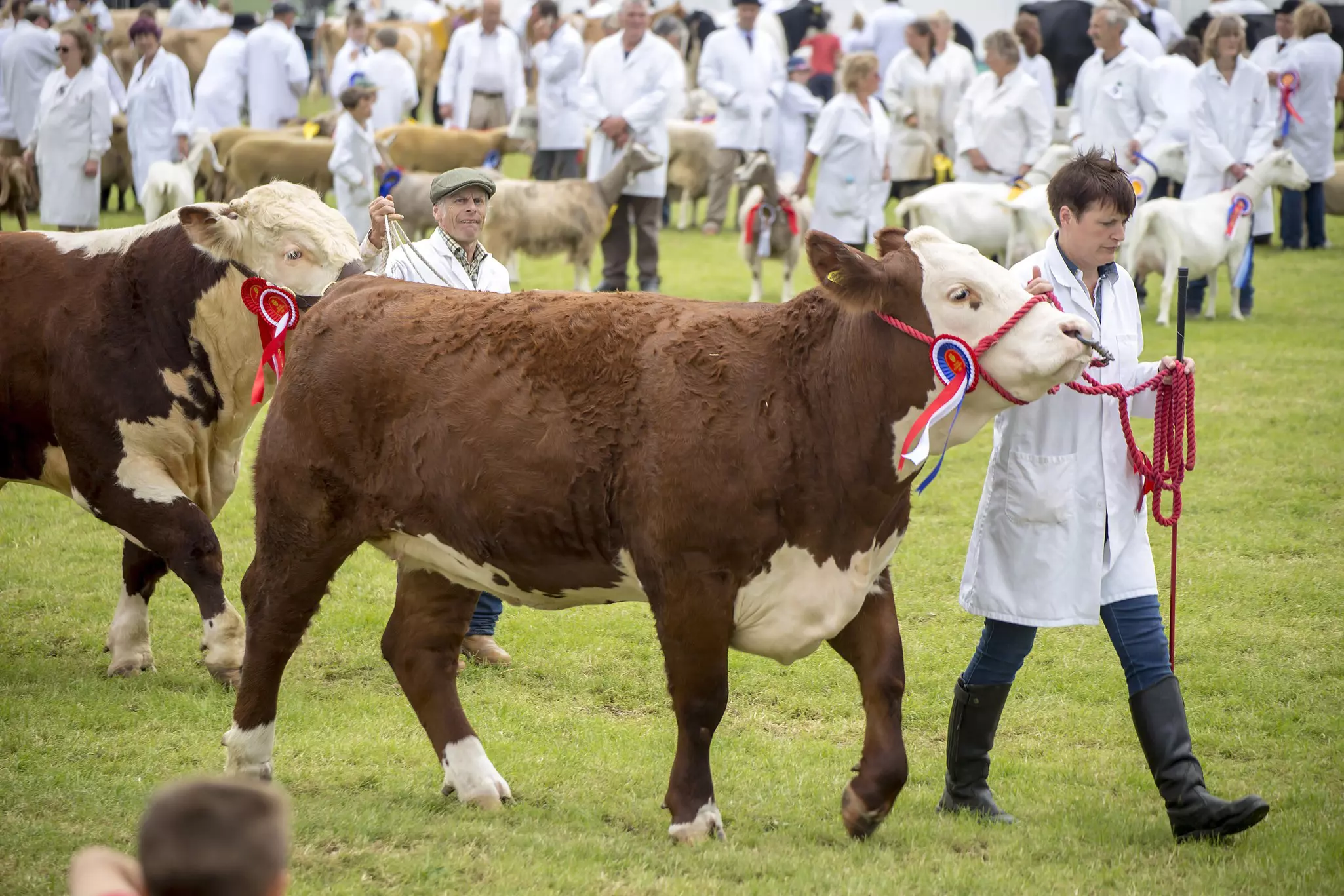 A small dog looks at some cows behind a fence