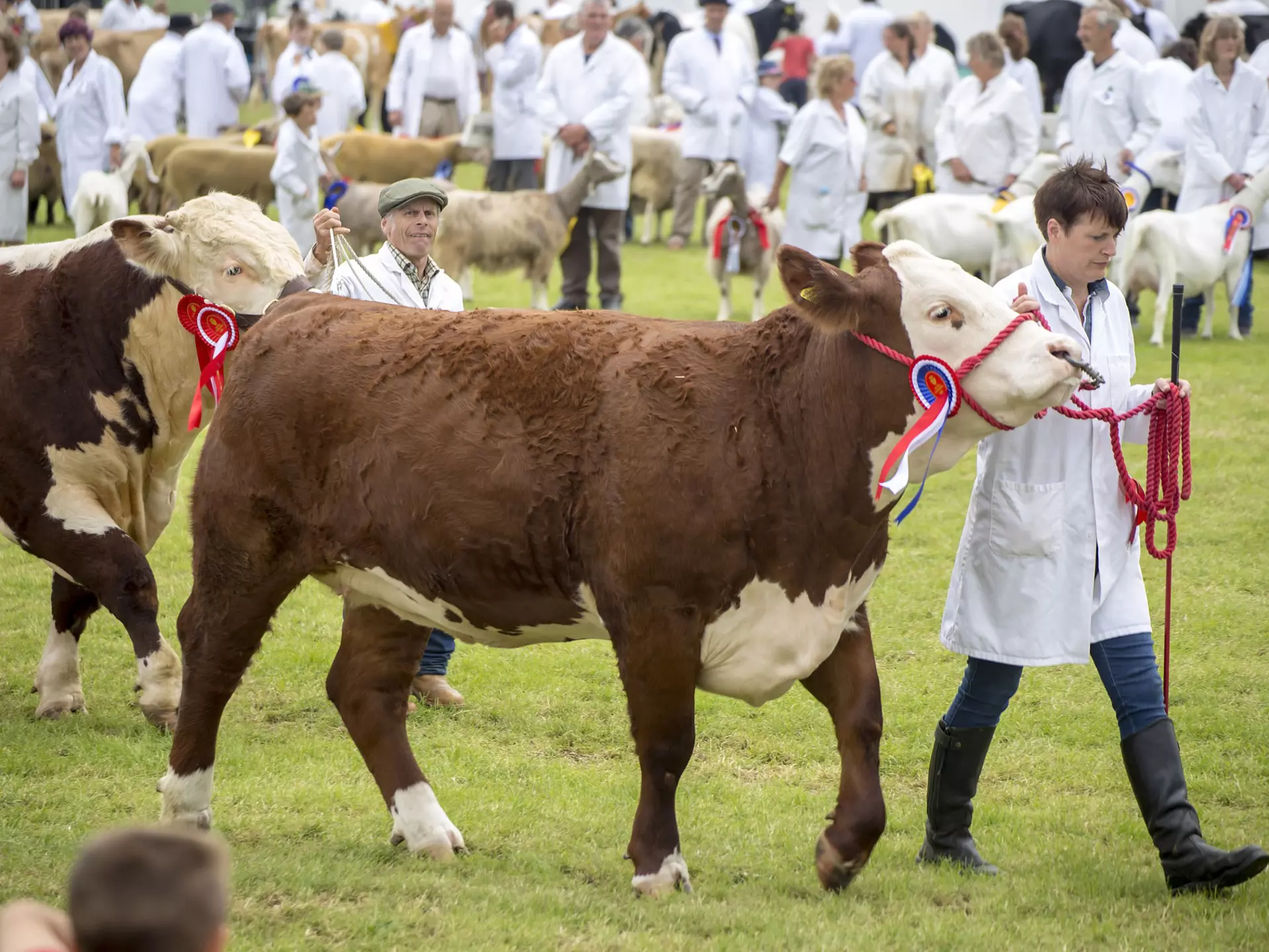 Sundae looking at some cows in the French Alps © Annie Groves
