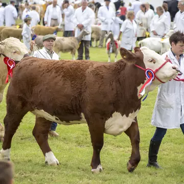 Sundae looking at some cows in the French Alps © Annie Groves