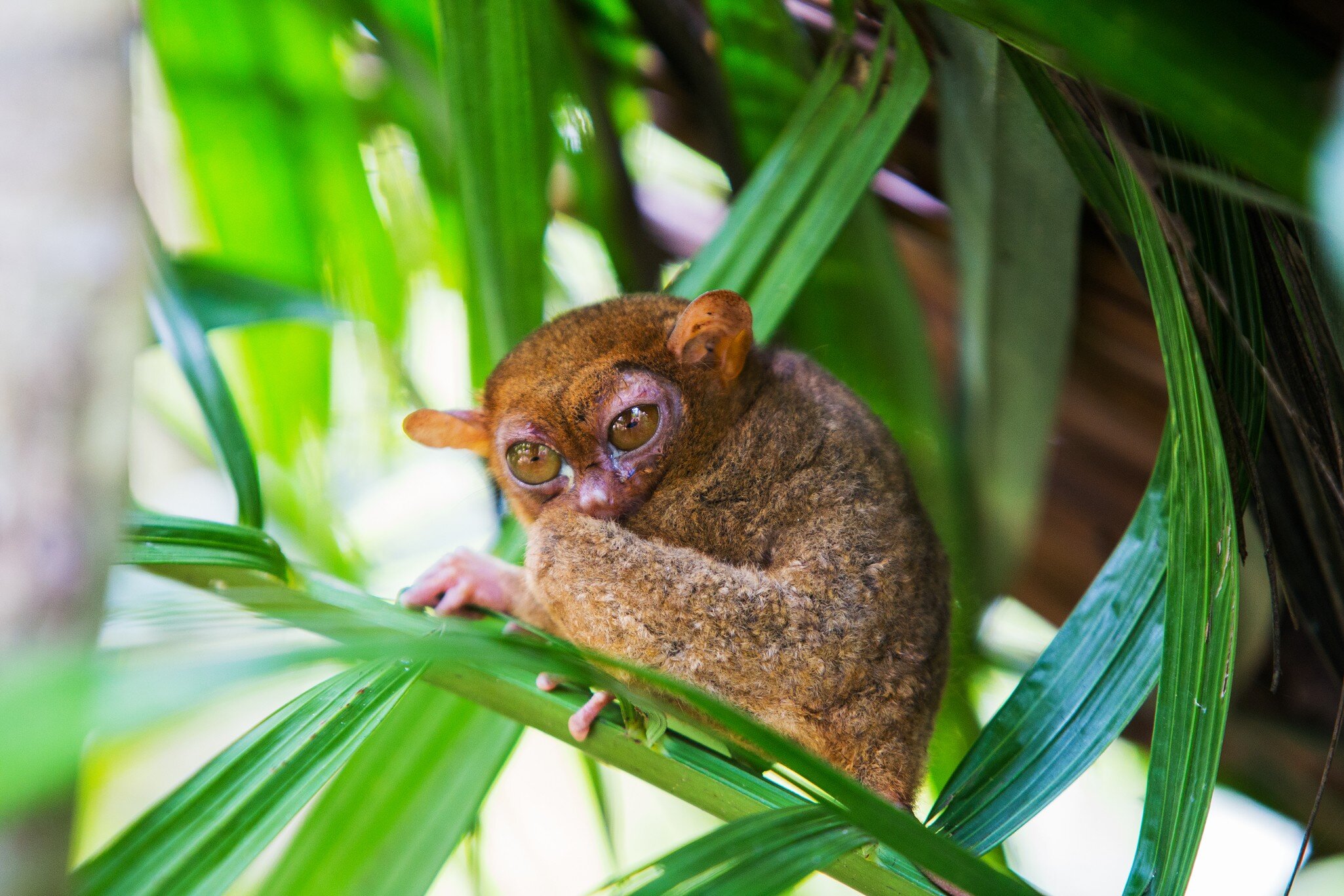 Tarsier in a tree at Bohol Tarsier sanctuary, Philippines; Shutterstock ID 402192076;