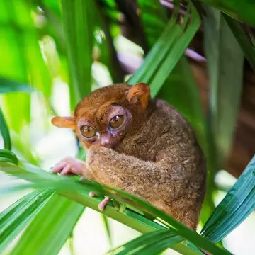 Tarsier in a tree at Bohol Tarsier sanctuary, Philippines; Shutterstock ID 402192076;