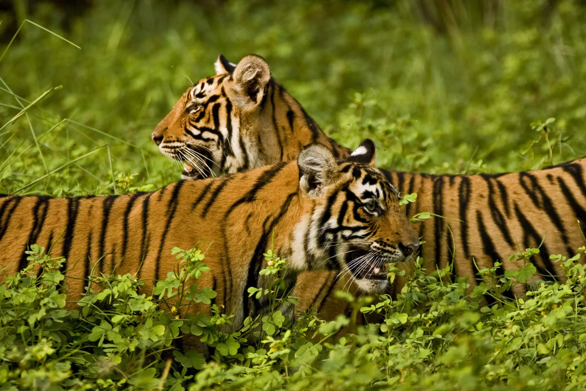 Two tigers in green undergrowth in Ranthambhore National Park, Rajasthan, India.