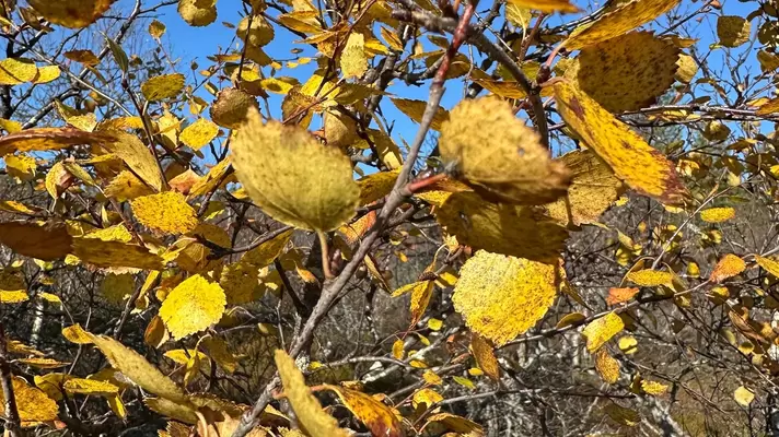 Yellow leaves in Lapland in fall, Finland. 