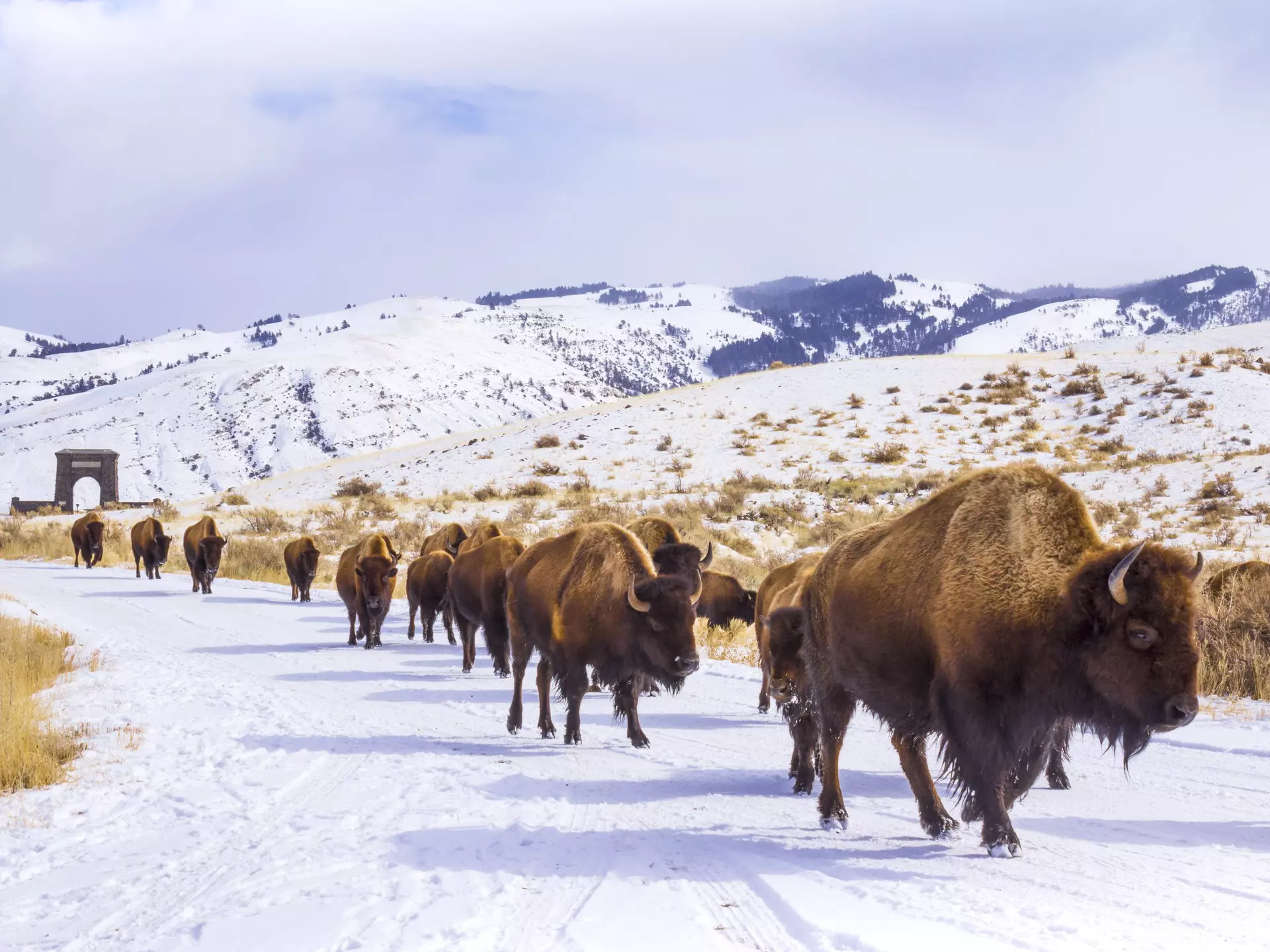 Bison near the Roosevelt Arch at the North Entrance to Yellowstone National Park. BlazingBighornStudios/Shutterstock