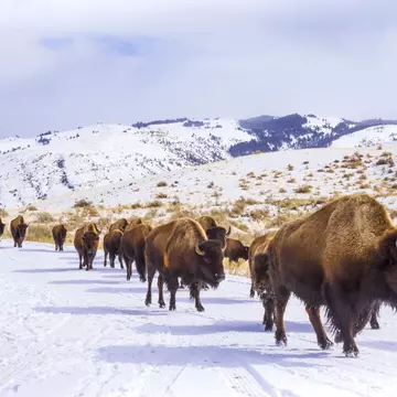 Bison near the Roosevelt Arch at the North Entrance to Yellowstone National Park. BlazingBighornStudios/Shutterstock