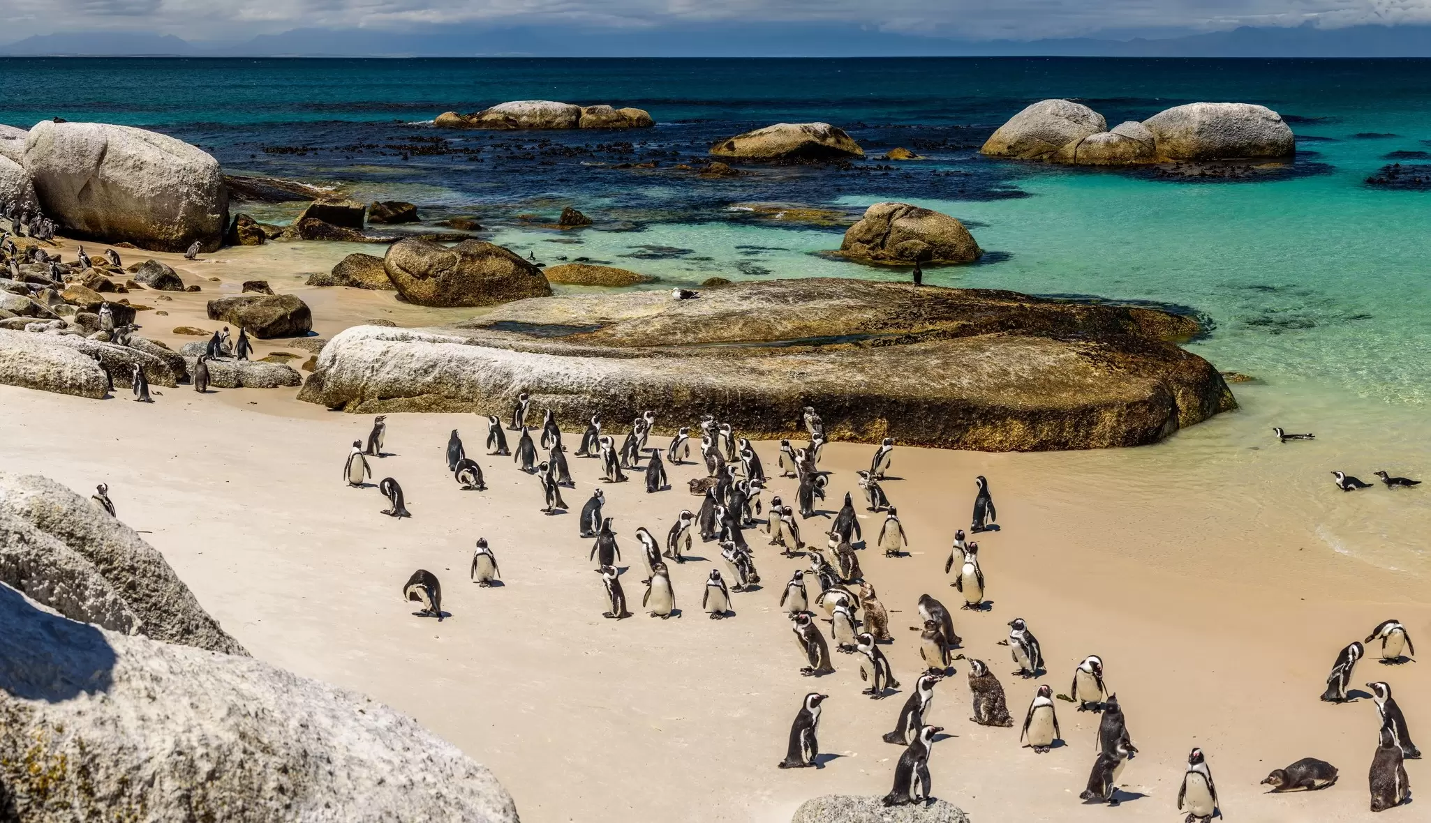 Penguins cross the sand at Boulders Beach near Cape Town, South Africa. 