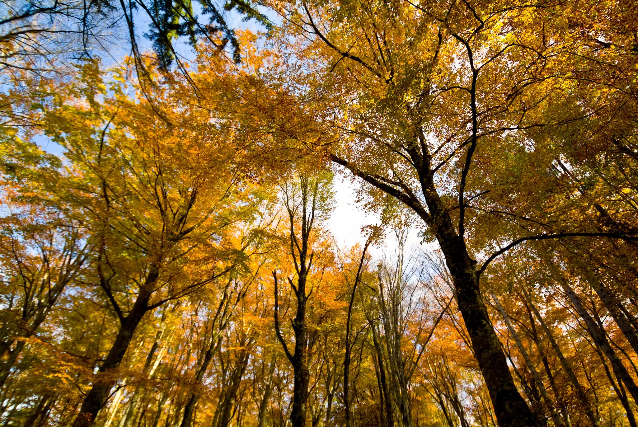 Trees with autumn leaves, Umbra Forest, Gargano, Apulia, Italy.