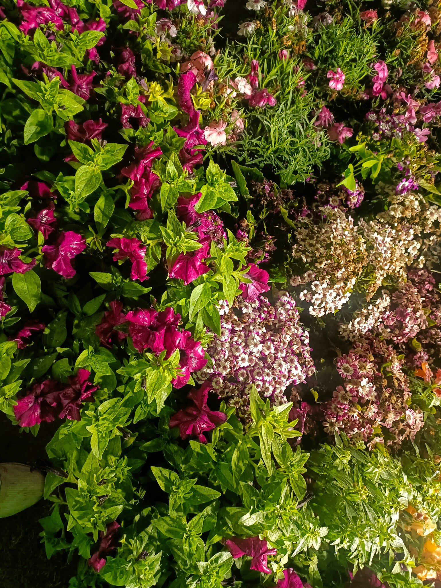 Close-up view of Pansy and Petunia plants at the Botanical Gardens in Kolkata, West Bengal, India.
